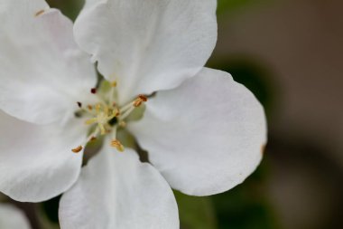 Doğa yabani elma ve arı