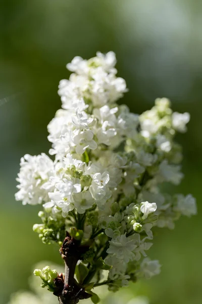 Primavera Blanca Lila Fresca —  Fotos de Stock