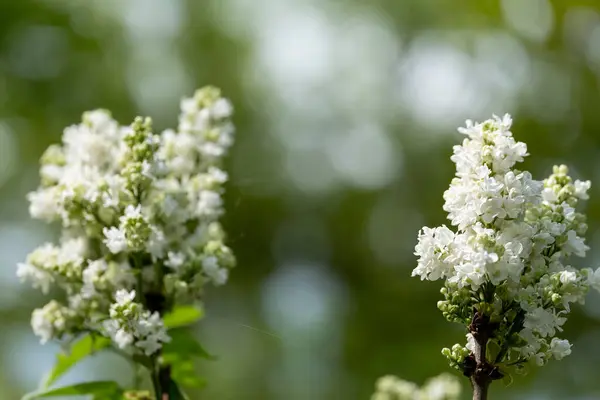 Witte Lila Verse Lente — Stockfoto