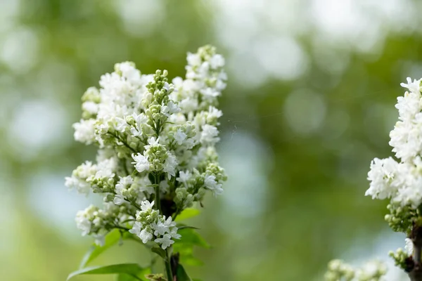 Primavera Fresca Cor Lilás Branca — Fotografia de Stock