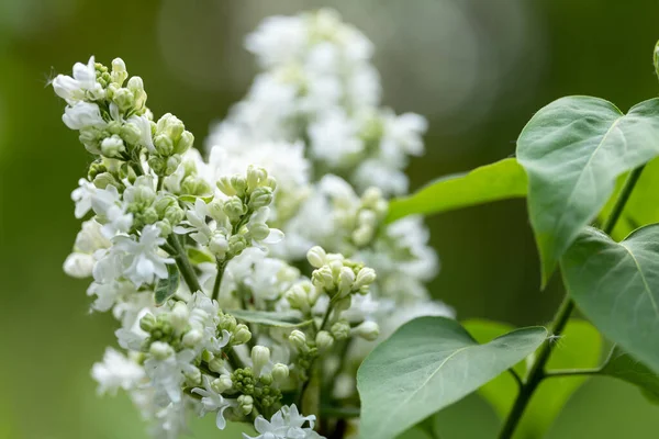 Primavera Blanca Lila Fresca —  Fotos de Stock