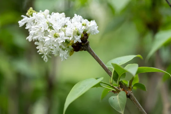 Primavera Fresca Cor Lilás Branca — Fotografia de Stock