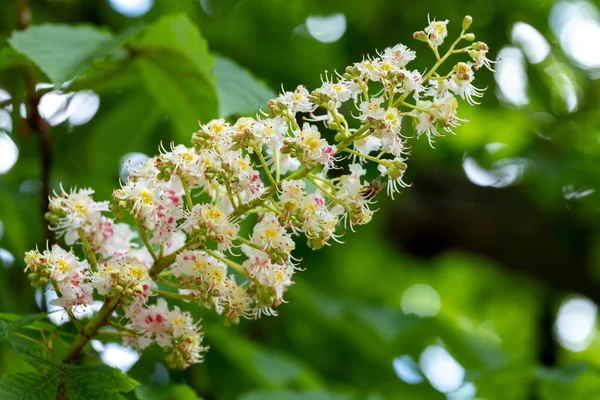 Wilde Bloemen Verse Lente — Stockfoto