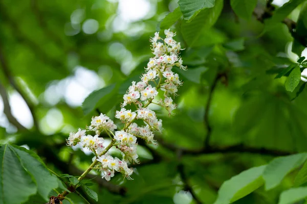 Wilde Bloemen Verse Lente — Stockfoto