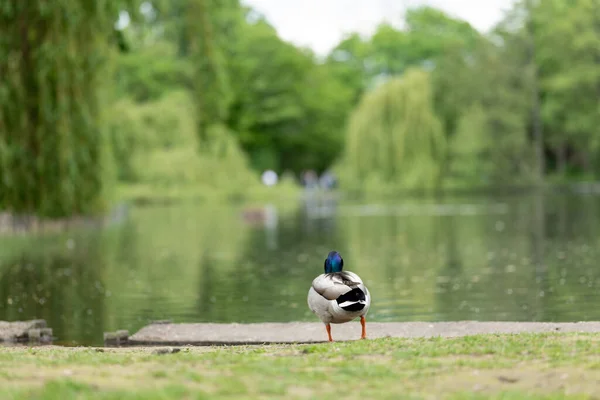 Ente Natur Wildtiere Schwimmbad — Stockfoto