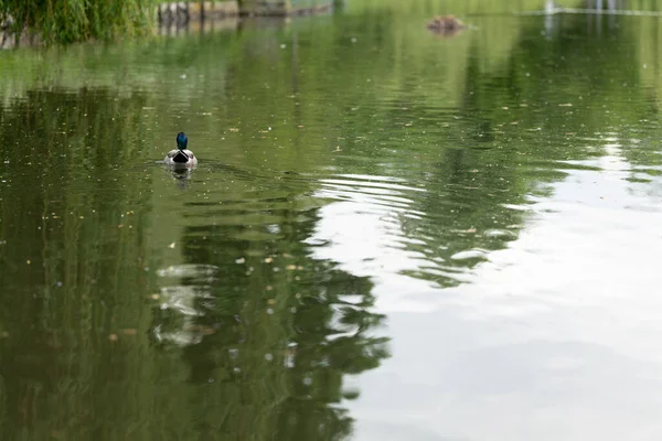 鸭大自然野生动物游泳池 — 图库照片