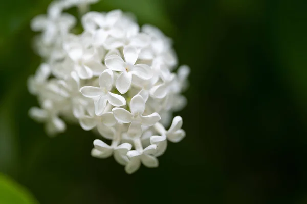 Witte Lila Verse Lente — Stockfoto