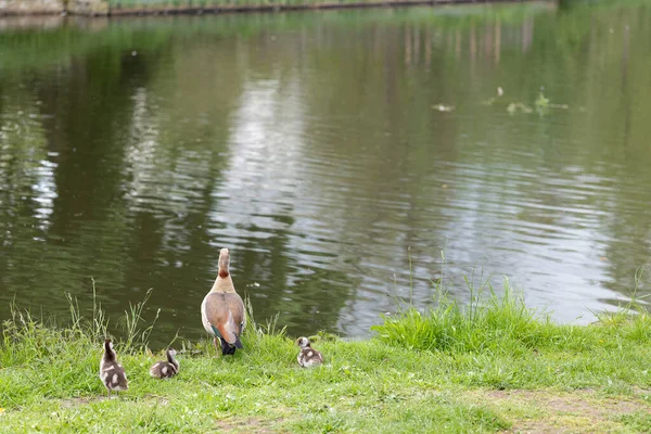 Ente Natur Wildtiere Schwimmbad — Stockfoto