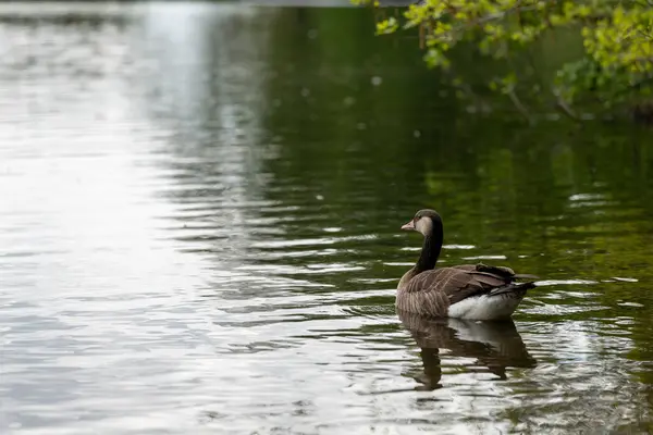 Duck Nature Wildlife Swim Pool — Stock Photo, Image