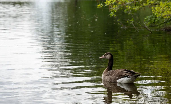 Anka Natur Vilda Djur Simbassäng — Stockfoto