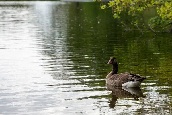 鸭大自然野生动物游泳池 — 图库照片