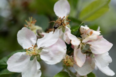 Doğa yabani elma ve arı