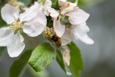 Doğa yabani elma ve arı