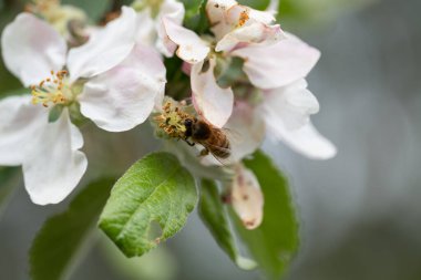 Doğa yabani elma ve arı