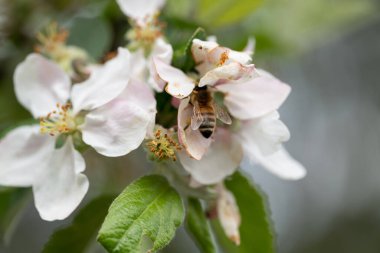 Doğa yabani elma ve arı