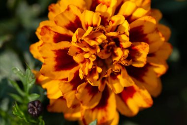 Vahşi çiçek Taze bahar