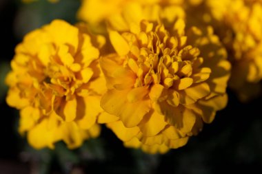 Vahşi çiçek Taze bahar