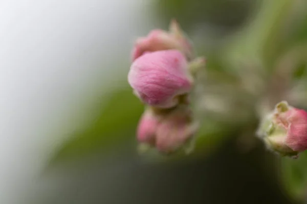 Naturaleza Manzana Silvestre Abeja — Foto de Stock