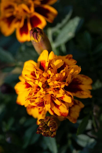 Divoká Květina Svěží Jaro — Stock fotografie