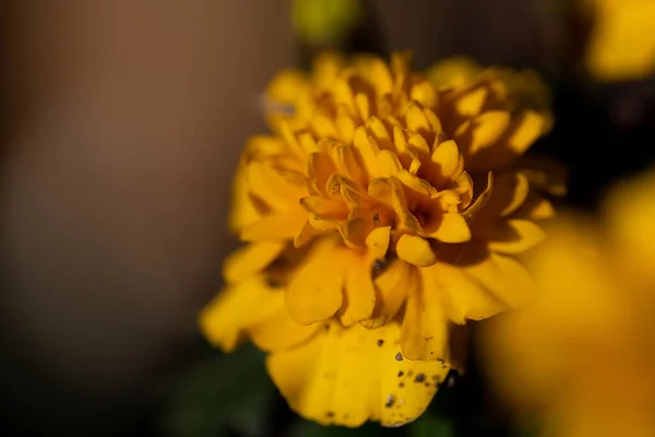 Divoká Květina Svěží Jaro — Stock fotografie