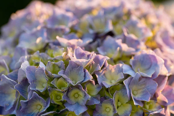 Piękno Gardenia Park Natur — Zdjęcie stockowe