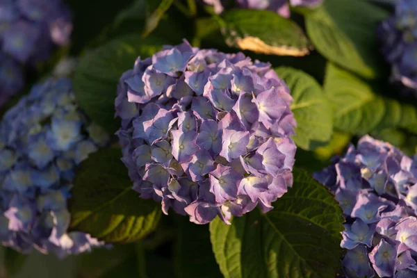 beauty gardenia the Natur park