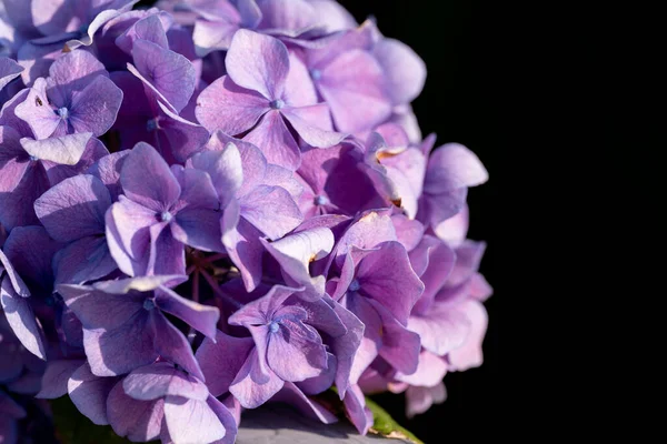 beauty gardenia the Natur park