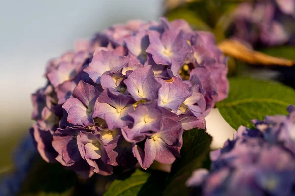 beauty gardenia the Natur park