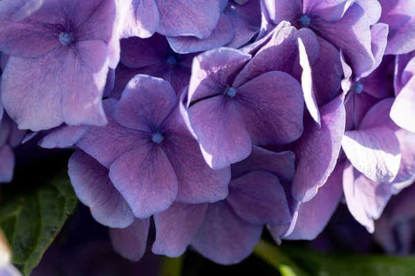 Beauty Gardenia Het Natur Park — Stockfoto