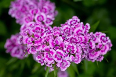 Yaban çiçekleri Taze bahar