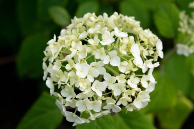 Vahşi çiçek Taze bahar