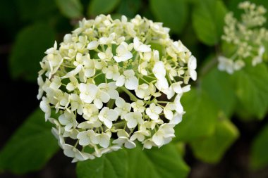 Vahşi çiçek Taze bahar