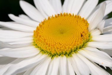 ALMAN CHAMOMILE SESLERİ * ORGANİK *