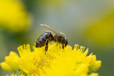 Bal arısı sarı çiçeklerden bal emer