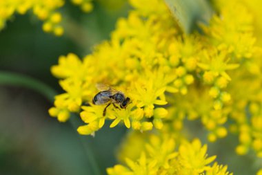 Bal arısı sarı çiçeklerden bal emer