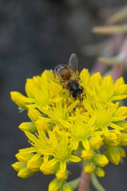 Bal arısı sarı çiçeklerden bal emer