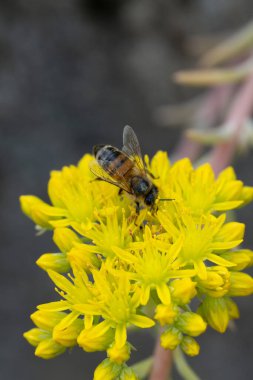 Bal arısı sarı çiçeklerden bal emer