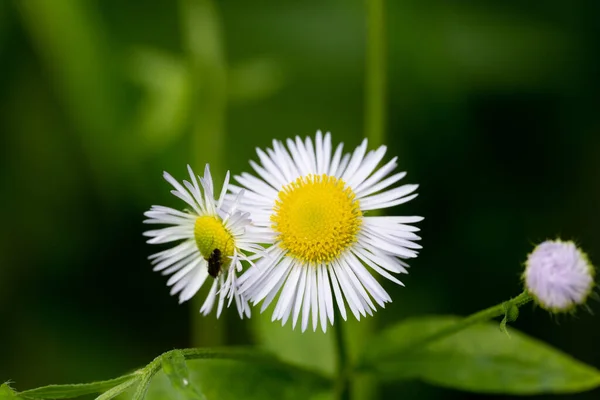 Graines Chamomiles Allemandes Biologiques — Photo