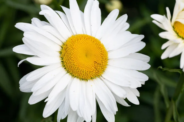 German Chamomile Seeds Organic — Stock Photo, Image