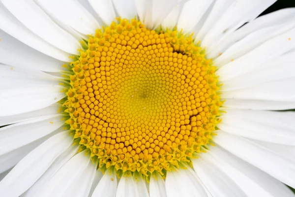 German Chamomile Seeds Organic — Stock Photo, Image