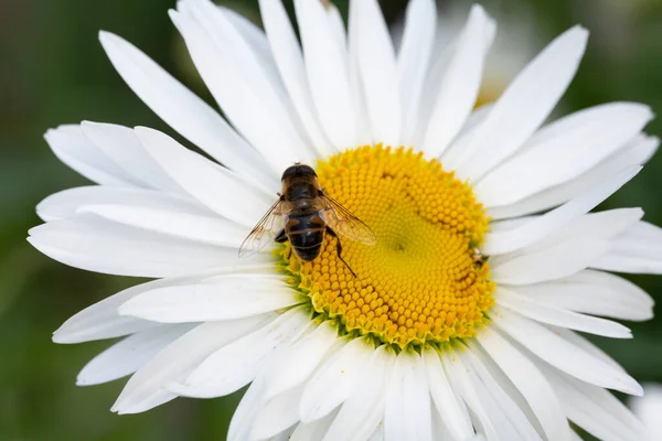 German Chamomile Seeds Organic — Stock Photo, Image