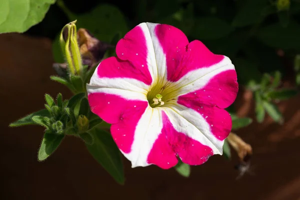 野生の花の新春 — ストック写真