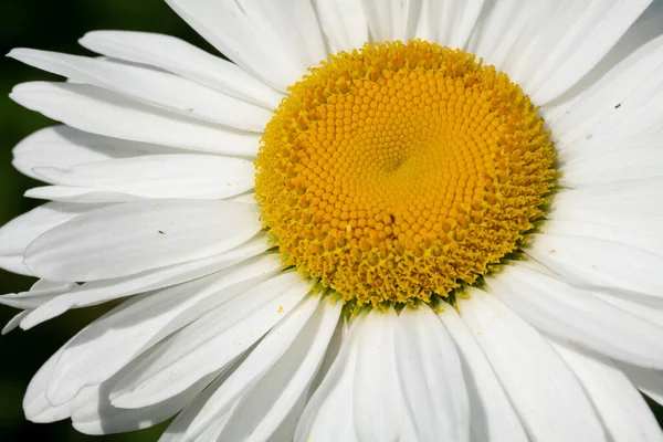 Graines Chamomiles Allemandes Biologiques — Photo