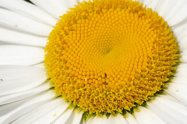 Tyskland Chamomile Frön Organisk — Stockfoto