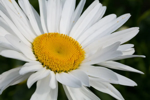 Semillas Chamomiles Alemán Orgánicas — Foto de Stock