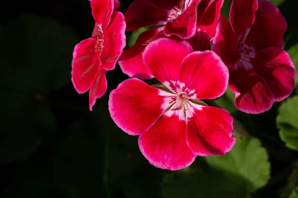 Bloem Schoonheid Voorjaar — Stockfoto