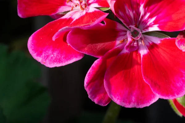 Fiore Bellezza Primavera — Foto Stock