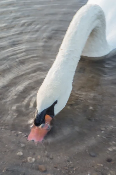 Swan in the pond — Stock Photo, Image