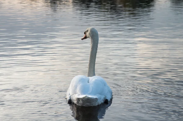 Cisne na lagoa — Fotografia de Stock