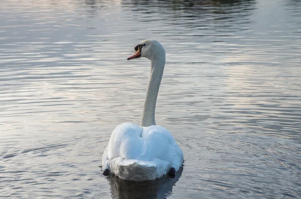 Cigno nello stagno — Foto Stock